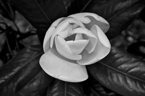Magnolia