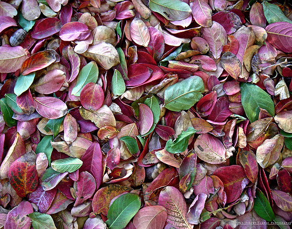 Kimball Leaves