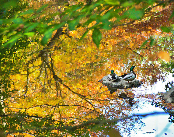 Ducks on the Pond